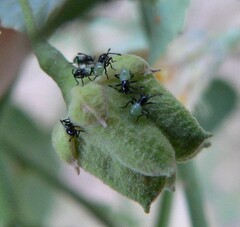 Anasa tristis