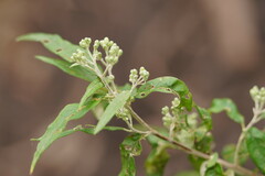 Olearia lirata