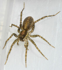 Pardosa pauxilla