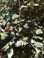 Cotoneaster franchetii