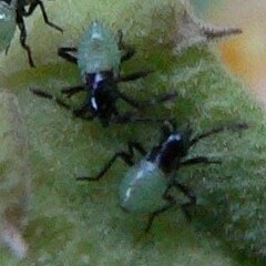 Anasa tristis