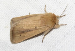 Sesamia nonagrioides