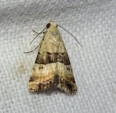 Pseudozarba bipartita