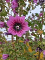 Malva arborea