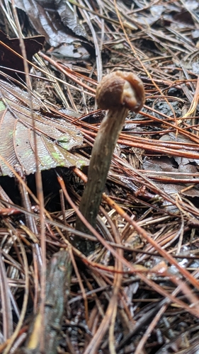 Inocybaceae image