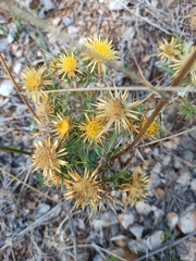 Carlina corymbosa