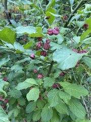 Euonymus europaeus