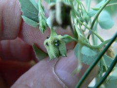 Anasa tristis