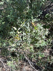 Berberis trifoliolata