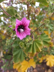 Malva arborea