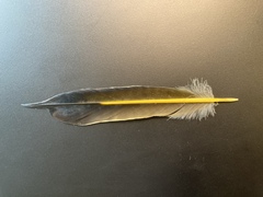 Colaptes auratus luteus