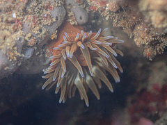 Anemonia mutabilis