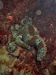 Coscinasterias muricata