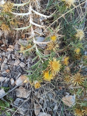 Carlina corymbosa