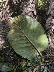 Ladenbergia macrocarpa