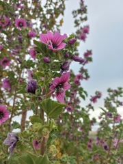 Malva arborea