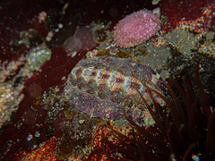 Onithochiton quercinus
