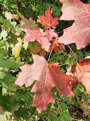 Acer grandidentatum