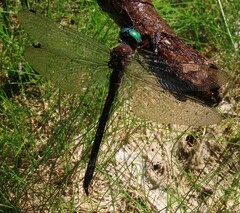 Somatochlora tenebrosa