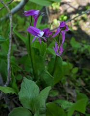 Primula jeffreyi jeffreyi