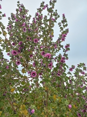 Malva arborea