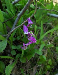 Primula jeffreyi jeffreyi