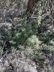 Berberis trifoliolata