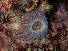 Phlyctenanthus australis