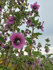 Malva arborea
