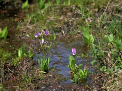 Primula jeffreyi jeffreyi