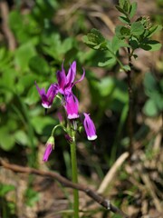 Primula jeffreyi jeffreyi