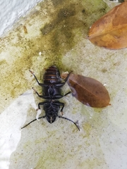 Mallodon dasystomus