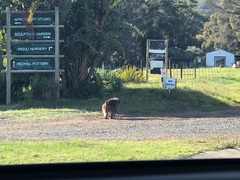 Papio ursinus ursinus