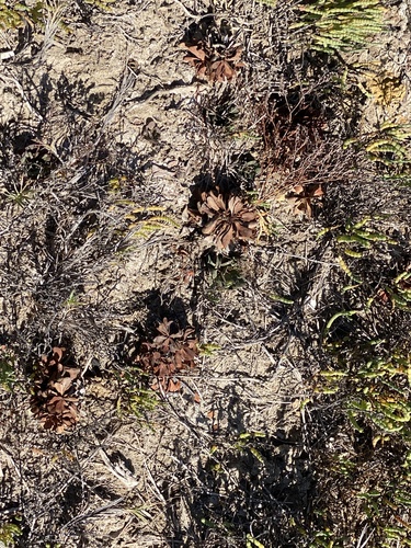 iNaturalist observation photo of European sea lavender
