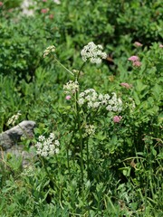 Ligusticum grayi