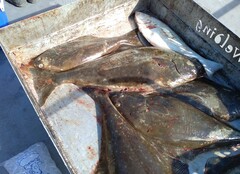 Hippoglossus stenolepis