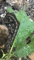 Doleschallia bisaltide