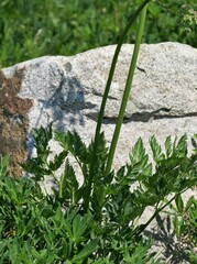 Ligusticum grayi