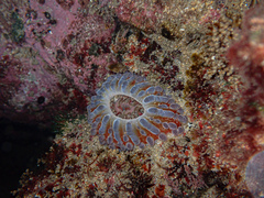 Phlyctenanthus australis