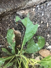 Doleschallia bisaltide