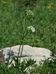 Ligusticum grayi