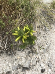 Erica viscaria