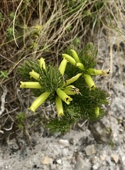Erica viscaria