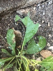 Doleschallia bisaltide