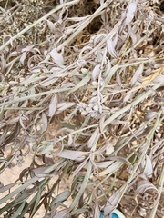 Artemisia ludoviciana