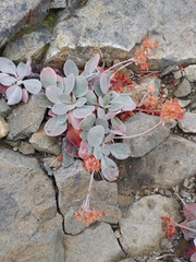 Eriogonum lobbii