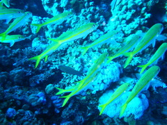 Mulloidichthys vanicolensis