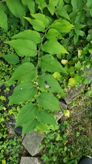 Celtis occidentalis