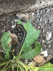 Doleschallia bisaltide