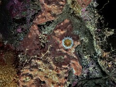 Anthothoe albocincta